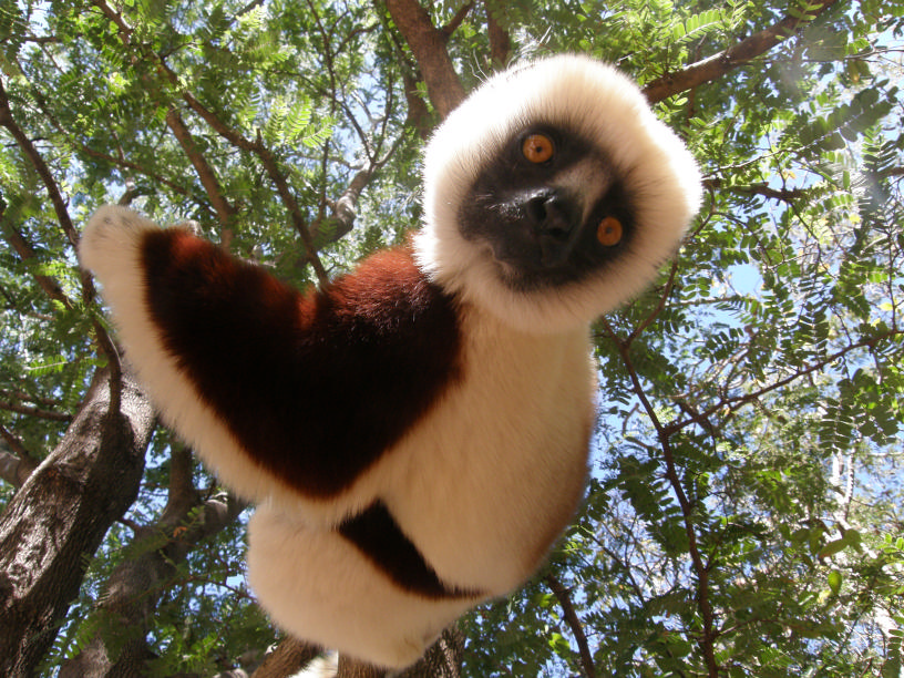 A Coquerel Sifaka (<i>Propithecus coquereli</i>) in Amborovy (the workshop location), Madagascar, in 2010. Credits J. Salmona